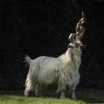 koppel girgentana geiten, Dieren en Toebehoren, Schapen, Geiten en Varkens