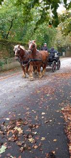 belgisch trekpaard, Dieren en Toebehoren, Merrie, Gechipt, 7 tot 10 jaar