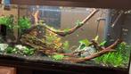 aquascaping materiaal, Dieren en Toebehoren, Plant(en), Steen of Hout, Gebruikt, Ophalen