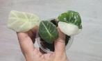 Alocasia black velvet pink, Ophalen