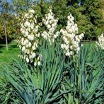 plante : Yucca filamentosa : 14,00 €/pièce, Volle zon, Vaste plant, Zomer, Ophalen
