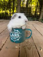 Wit Cavia beertje te koop, Juli, Mannelijk, Cavia