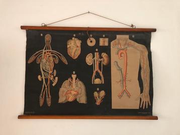 Antieke schoolplaat bloedsomloop beschikbaar voor biedingen