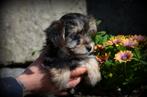 Morkie pups, België, Maltezer, CDV (hondenziekte), 8 tot 15 weken