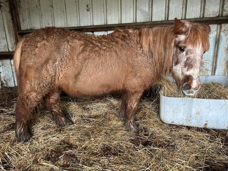 Shetlander merrie, Dieren en Toebehoren, Pony's, Merrie, Niet van toepassing, A pony (tot 1.17m), 11 jaar of ouder, Gechipt, Ontwormd