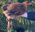 Koppel Brahma goudpatrijs, Meerdere dieren