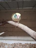 kakariki, Dieren en Toebehoren, Vogels | Parkieten en Papegaaien, Geringd