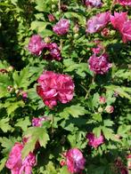 Grote hibiscus struik met roze bloemen, Tuin en Terras, Ophalen