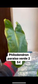 Philodendron paraiso verde, Ophalen of Verzenden