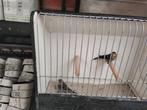 Cini 2025 2024, Wildzangvogel, Geringd
