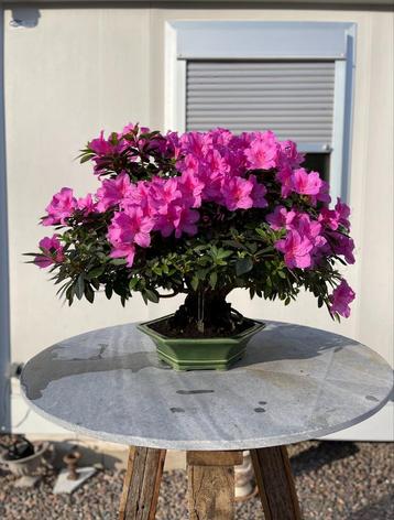 Bonsai-azalea 