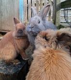 Konijntjes, Dieren en Toebehoren