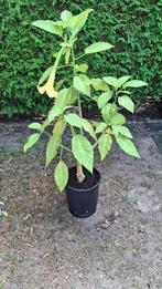 Engelenplant (bloem geel)., Ophalen, Vaste plant, Halfschaduw