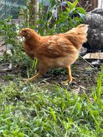 Jonge kippen, Dieren en Toebehoren, Pluimvee, Kip