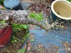Meidoorn pré bonsai witte bloemen, Tuin en Terras, Planten | Bomen, Ophalen