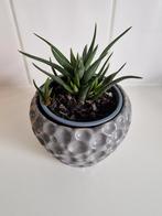 Kamerplant met bloempot, Huis en Inrichting, Kamerplanten, Ophalen, In pot