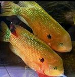 Chuco Godmani jongen, Vis, Zoetwatervis