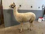 Super lieve alpaca ruin, Dieren en Toebehoren, Schapen, Geiten en Varkens