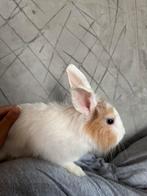 Konijntje, Dieren en Toebehoren, Konijnen, Vrouwelijk, Middelgroot, 0 tot 2 jaar