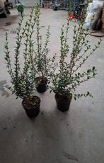 Osmanthus Burkwoodii aan stuntprijzen!, Ophalen, Taxus