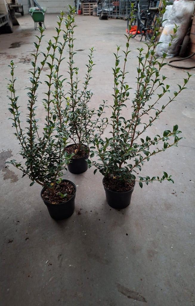 Osmanthus Burkwoodii aan stuntprijzen!, Tuin en Terras, Planten | Struiken en Hagen, Taxus, Ophalen