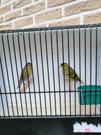 sijs wildkleur koppel forse vogels