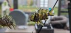 Aulonocara Yellow Berry malawi cichliden hobbykweek, Dieren en Toebehoren, Vis, Zoetwatervis
