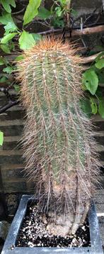 Grote cactussen voor binnen en buiten!, Winter, Ophalen, Volle zon