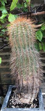 Grote cactussen voor binnen en buiten!, Jardin & Terrasse, Plantes | Jardin, Plein soleil, Enlèvement, Hiver