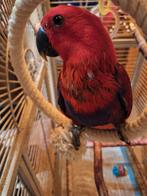 Te koop edelpapegaai vrouwtje, Animaux & Accessoires, Oiseaux | Perruches & Perroquets