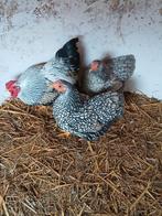 Wyandotte krielen, Dieren en Toebehoren, Meerdere dieren, Kip
