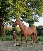 Veulens zoeken nieuwe thuis!, Dieren en Toebehoren, Paarden, Hengst, Onbeleerd, Springpaard, Gechipt