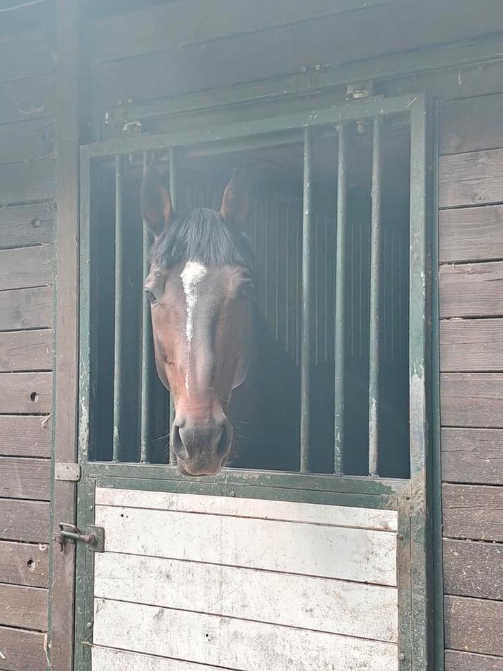 Paarden oppas aan huis  samen groeien met je paard, Dieren en Toebehoren, Paarden