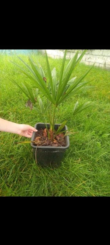 Palmboompjes beschikbaar voor biedingen