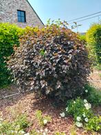 Struik, Ophalen, Struik, 100 tot 250 cm