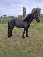Prachtige 2-jarige Friese merrie te koop – veel potentieel!, Animaux & Accessoires, Chevaux & Poneys | Autres trucs de cheval