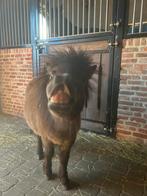 De tofste shetlander van internet, Dieren en Toebehoren, Pony's, Met stamboom, Niet van toepassing, Hengst, A pony (tot 1.17m)