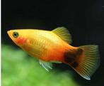 Oranje Tropische platy te koop, Dieren en Toebehoren, Vissen | Aquariumvissen, Zoetwatervis, Schoolvis, Vis