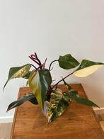 Philodendron Strawberry Shake, Huis en Inrichting, Kamerplanten, Ophalen of Verzenden, In pot