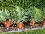 Yucca rostrata, In pot, Zomer, Overige soorten, Volle zon