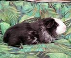 Lief cavia zeugje te koop, Dieren en Toebehoren, Cavia, Augustus, Vrouwelijk, Tam