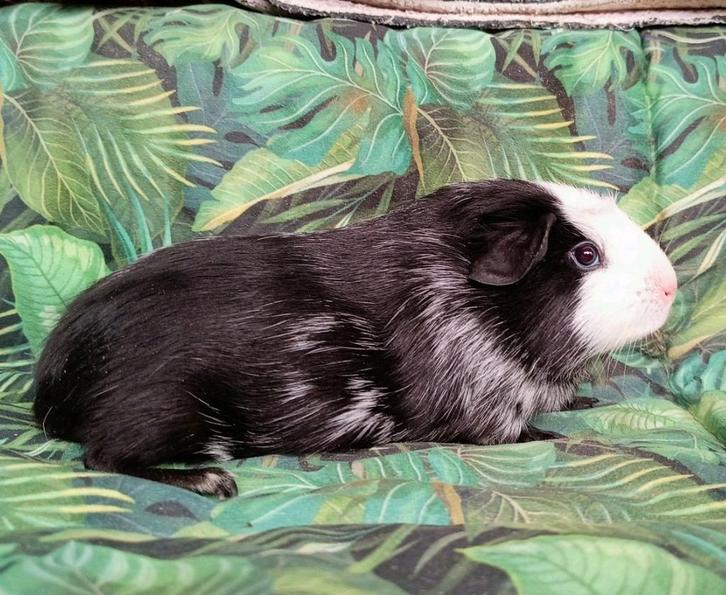 Lief cavia zeugje te koop, Dieren en Toebehoren, Knaagdieren, Vrouwelijk, Cavia, Augustus, Tam