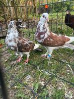 Duiven, Dieren en Toebehoren, Vogels | Duiven