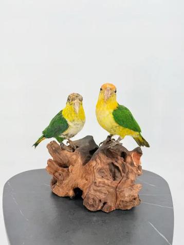 Opgezette Zwartkop Caique Duo - Wildernis Atelier beschikbaar voor biedingen