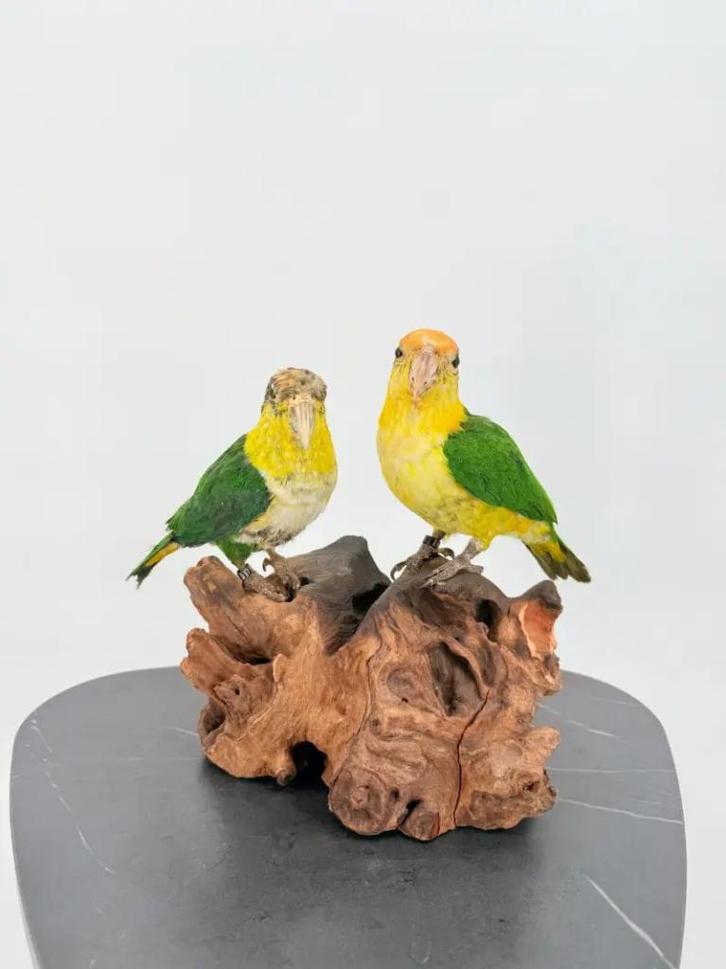Opgezette Zwartkop Caique Duo - Wildernis Atelier, Verzamelen, Dierenverzamelingen