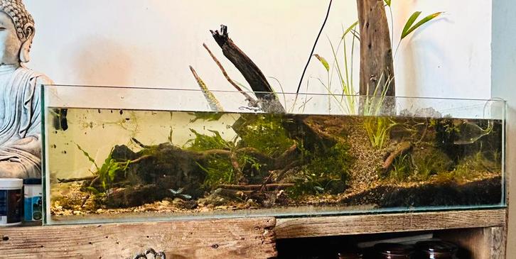 Aquarium met filter, Dieren en Toebehoren, Vissen | Aquaria en Toebehoren, Zo goed als nieuw, Gevuld zoetwateraquarium, Ophalen