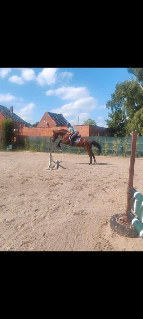ruiter voor paard / pony te rijden, Dieren en Toebehoren, Paarden