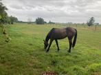 2 jarige merrie, Dieren en Toebehoren