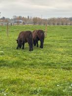 2 ponys te koop(lage prijs), Gechipt, Niet van toepassing, 0 tot 2 jaar, Hengst