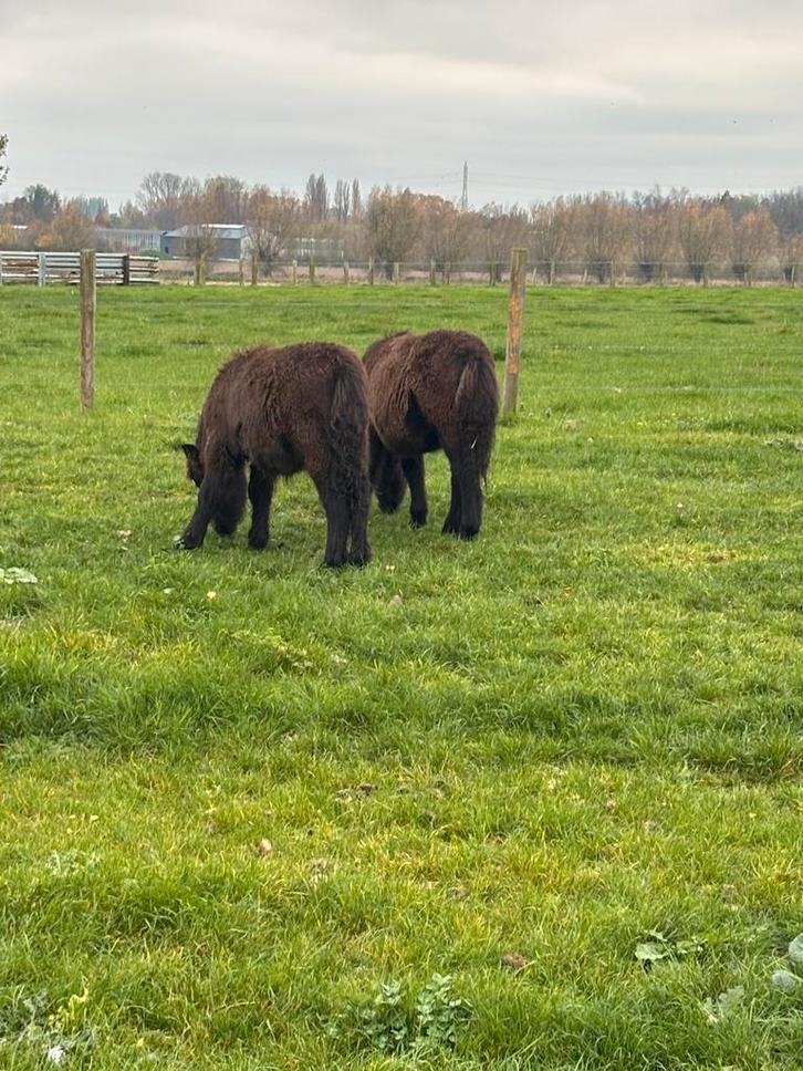 2 ponys te koop(lage prijs), Dieren en Toebehoren, Pony's, Hengst, Niet van toepassing, A pony (tot 1.17m), 0 tot 2 jaar, Met stamboom